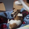 Photo de Cabriole, Jack Russell Terrier
