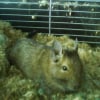 Photo de Orage , Octodon