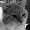 Photo de Moustache