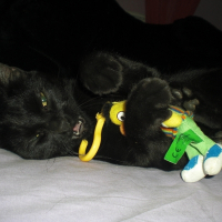 Photo de profil de Lola