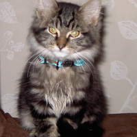 Photo de profil de AÏko