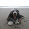 Photo de Djekyll, Bearded Collie