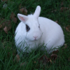 Photo de Pinpin