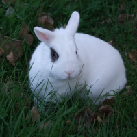 Photo de profil de Pinpin