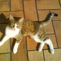 Photo de profil de Caprice