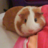 Photo de Bigoudi