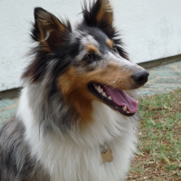 Photo de profil de Comète