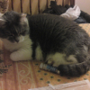 Photo de Sirius