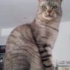 Photo de Hercule