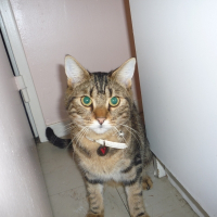 Photo de profil de Tiger