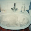 Photo de Neige, LaPerm