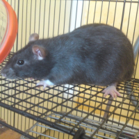 Photo de profil de Lotus