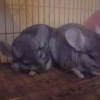 Photo de Couple : candy et népal