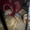 Photo de Bébés : angel et opale