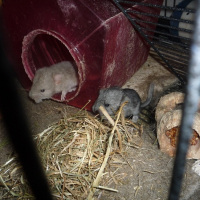 Photo de profil de Bébés : angel et opale