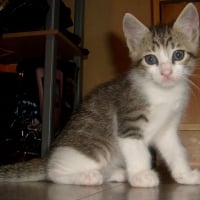 Photo de profil de Shanga