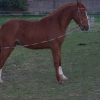 Photo de Tapageur d'ouxy