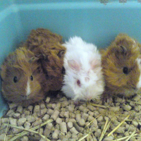 Photo de profil de Bébés de vulcain et shade