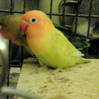 Photo de profil de Xena
