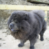 Photo de Gero, Chow Chow