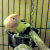 Photo de Eris