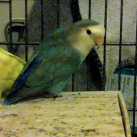 Photo de profil de Lagon