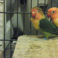 Photo de profil de Cocktail
