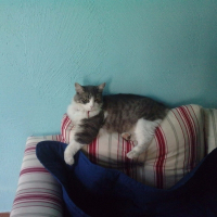 Photo de profil de Tornade
