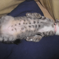 Photo de profil de Chips