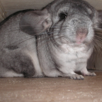 Photo de profil de Naya