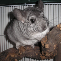 Photo de profil de Noé