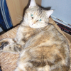 Photo de Minouchette