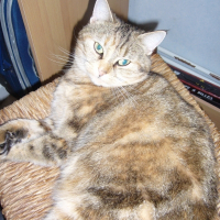 Photo de profil de Minouchette