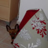 Photo de Nala, Pinscher Nain