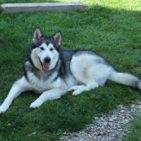 Photo de profil de Apache