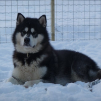 Photo de profil de Chogan