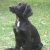 Photo de Enki, Cocker Anglais