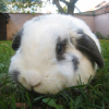 Photo de Buzy