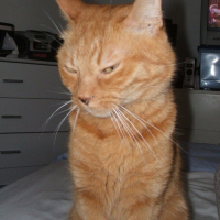 Photo de profil de Basile