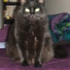 Photo de Salem