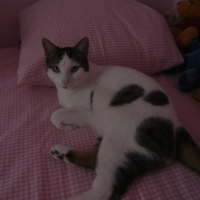 Photo de profil de Kenzo