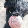 Photo de Pazzie