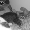 Photo de Chanel