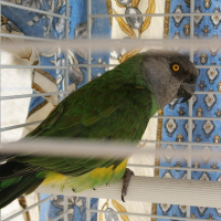 Photo de profil de Pupuce