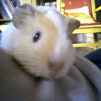 Photo de profil de Taz