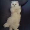 Photo de Calin, Persan