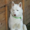 Photo de Ice