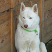 Photo de profil de Ice