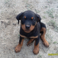 Photo de profil de Nala