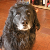 Photo de profil de Voyou